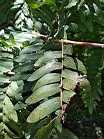 Osmonde royale (Osmunda regalis spectabilis) (Isere, 2019-10) (5)